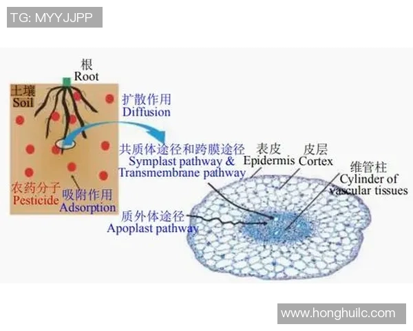 深入分析EDG边路渗透策略的成功与不足之处